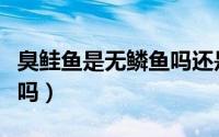 臭鲑鱼是无鳞鱼吗还是有鳞（臭鲑鱼是无鳞鱼吗）