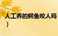 人工养的鳄鱼咬人吗（人工养的鳄鱼会吃人吗）