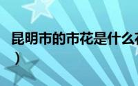 昆明市的市花是什么花啊（昆明市花是什么花）