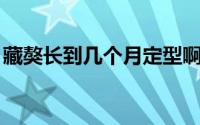 藏獒长到几个月定型啊（藏獒1-12个月变化）