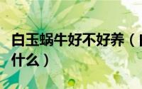 白玉蜗牛好不好养（白玉蜗牛好养吗应注意些什么）