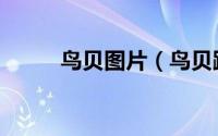 鸟贝图片（鸟贝跟毛蛤蜊的区别）