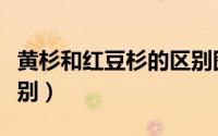 黄杉和红豆杉的区别图片（黄杉和红豆杉的区别）