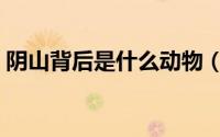 阴山背后是什么动物（阴山背后是什么生肖）