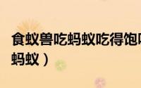 食蚁兽吃蚂蚁吃得饱吗（食蚁兽为什么喜欢吃蚂蚁）