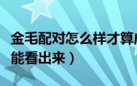 金毛配对怎么样才算成功（金毛配对什么时候能看出来）