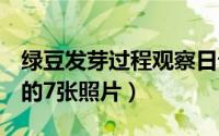 绿豆发芽过程观察日记（绿豆发芽1-7天过程的7张照片）