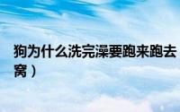 狗为什么洗完澡要跑来跑去（为什么狗狗在洗澡后疯狂地刨窝）