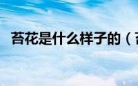 苔花是什么样子的（苔花家庭是什么意思）