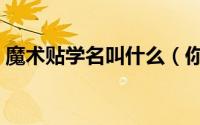 魔术贴学名叫什么（你知道魔术贴是什么吗）