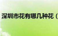 深圳市花有哪几种花（深圳的花主要有哪些）