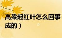 高粱起红叶怎么回事（高粱红了是什么原因造成的）