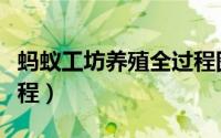 蚂蚁工坊养殖全过程图片（蚂蚁工坊养殖全过程）