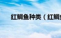 红鲷鱼种类（红鲷鱼和白鲷鱼的区别）
