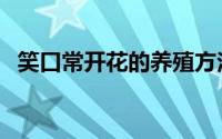 笑口常开花的养殖方法（开口笑花怎么养）