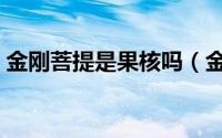 金刚菩提是果核吗（金刚菩提是什么果实核）