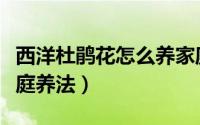 西洋杜鹃花怎么养家庭养法（杜鹃花怎么养家庭养法）