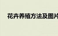 花卉养殖方法及图片（大花卉养殖方法）