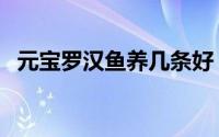 元宝罗汉鱼养几条好（元宝罗汉鱼怎么养）