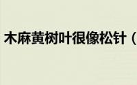 木麻黄树叶很像松针（木麻黄树和松针区别）