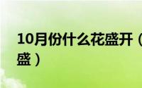 10月份什么花盛开（十月份什么花开得最旺盛）