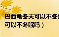 巴西龟冬天可以不冬眠吗怎么养（巴西龟冬天可以不冬眠吗）