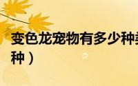 变色龙宠物有多少种类型（变色龙宠物有多少种）