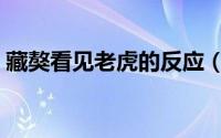 藏獒看见老虎的反应（藏獒见到老虎的反应）