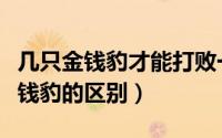 几只金钱豹才能打败一只东北虎（东北豹和金钱豹的区别）