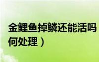 金鲤鱼掉鳞还能活吗（金鲤鱼炸鳞怎么回事如何处理）