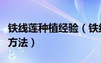 铁线莲种植经验（铁线莲种植技巧铁线莲种植方法）