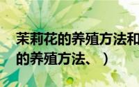 茉莉花的养殖方法和注意事项 盆栽（茉莉花的养殖方法、）