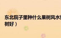 东北院子里种什么果树风水好又旺财（东北小院里种什么果树好）