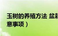 玉树的养殖方法 盆栽（玉树的养殖方法及注意事项）