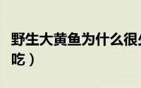 野生大黄鱼为什么很少（野生大黄鱼怎么做好吃）