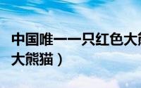中国唯一一只红色大熊猫（中国唯一一只金色大熊猫）