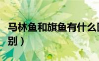 马林鱼和旗鱼有什么区别（马林鱼和旗鱼的区别）