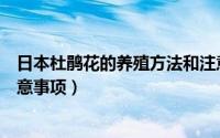 日本杜鹃花的养殖方法和注意事项（杜鹃花的养殖方法和注意事项）