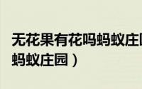 无花果有花吗蚂蚁庄园小课堂（无花果有花吗蚂蚁庄园）