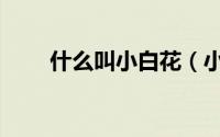 什么叫小白花（小白花是什么品种）