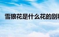 雪狼花是什么花的别称（雪狼花是什么花）
