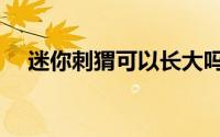 迷你刺猬可以长大吗（迷你刺猬优缺点）
