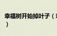 幸福树开始掉叶子（幸福树掉新叶是怎么回事）