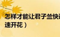 怎样才能让君子兰快速开花（如何让君子兰快速开花）
