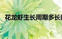 花龙虾生长周期多长时间（花龙虾怎么养）