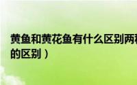 黄鱼和黄花鱼有什么区别两种是一种鱼吗（黄金鱼与黄花鱼的区别）