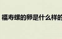 福寿螺的卵是什么样的（福寿螺的卵能吃吗）