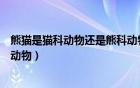 熊猫是猫科动物还是熊科动物呀（熊猫是猫科动物还是熊科动物）