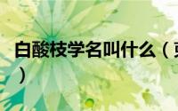 白酸枝学名叫什么（柬埔寨白酸枝学名叫什么）
