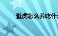 壁虎怎么养吃什么（壁虎怎么养）